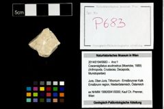 Foto (Objekt + Etikett) von Cracensigillatus acutirostrus (Moericke, 1889)  (NHMW-GEO-2014-0194-0683)